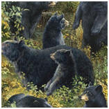 Basic Black Packed Bears